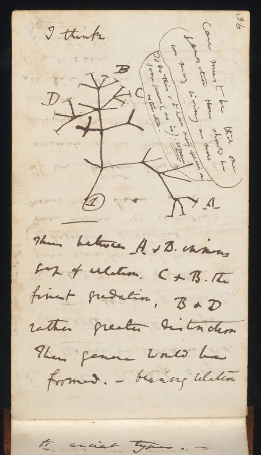 Darwin’s handwritten notebook page headed ‘I think,’ showing a branching tree labeled A, B, C, and D.