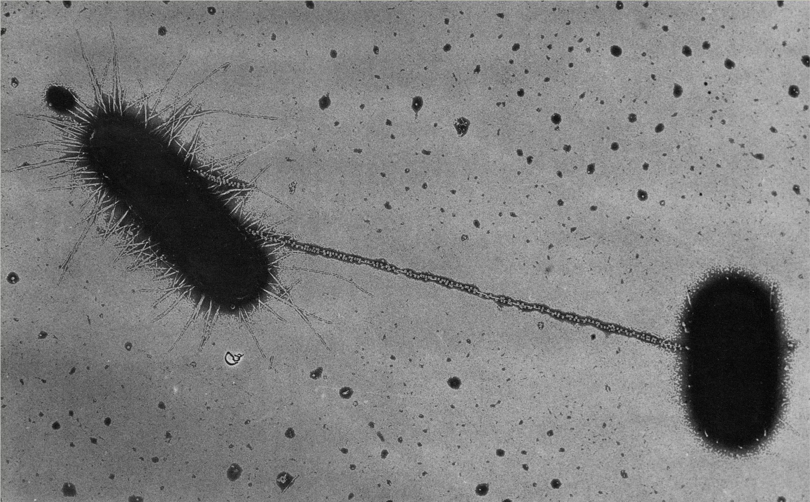 Electron micrograph showing two E. coli bacteria connected by a long, thin pilus.