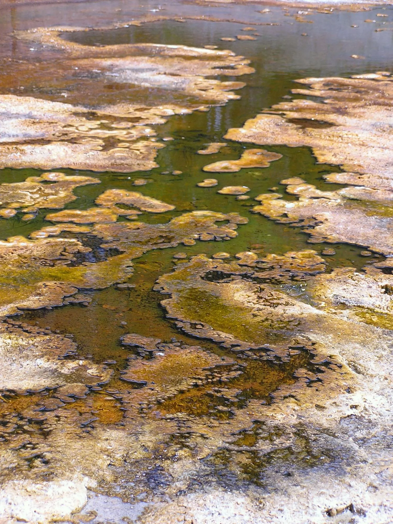 Green and brown microbial mats surrounding shallow channels of water in Octopus Spring, Yellowstone National Park.