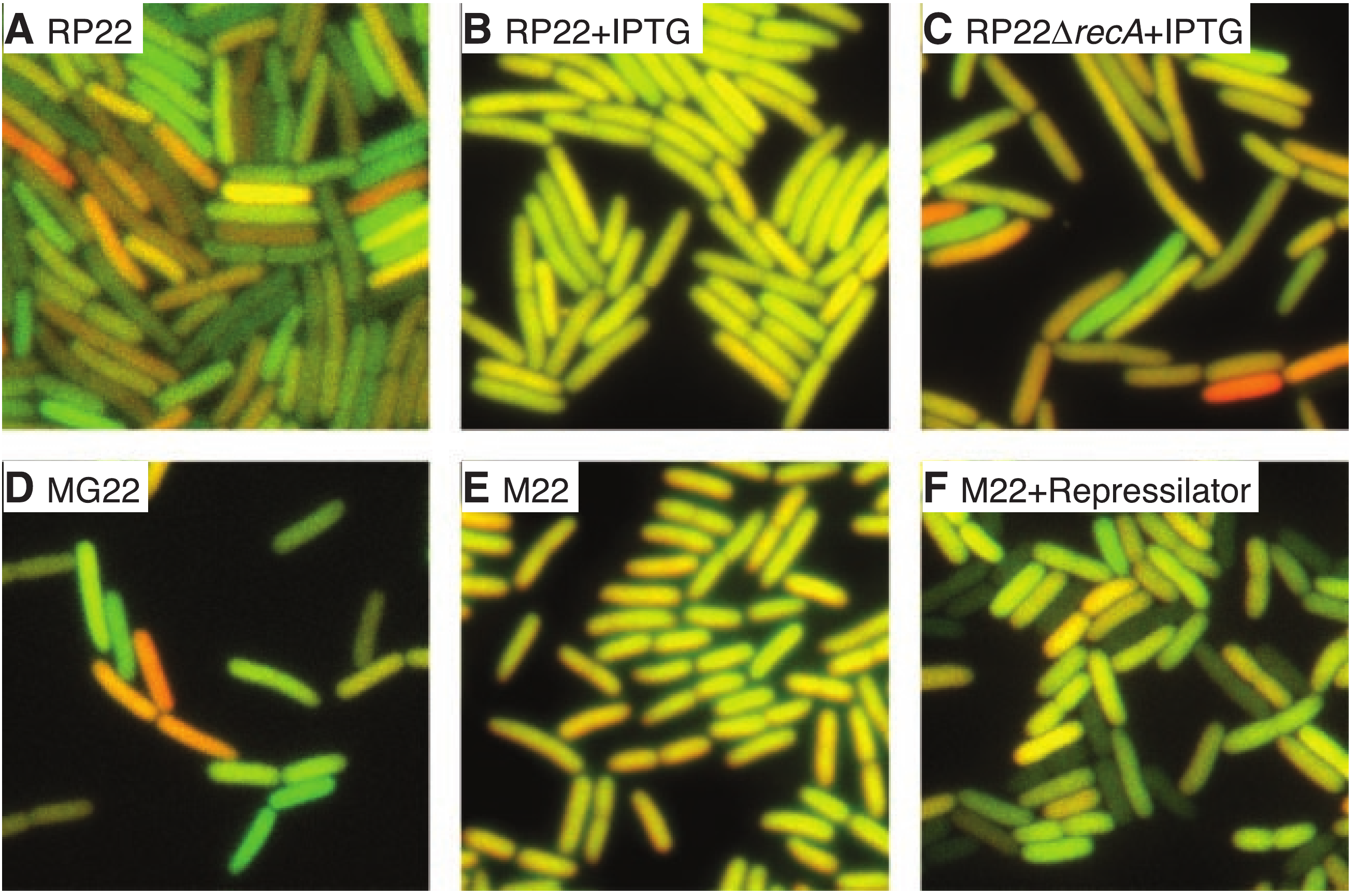 Figure 2 from Elowitz and colleagues: six fluorescence microscopy panels showing E. coli cells with varying red, green, and yellow fluorescence.