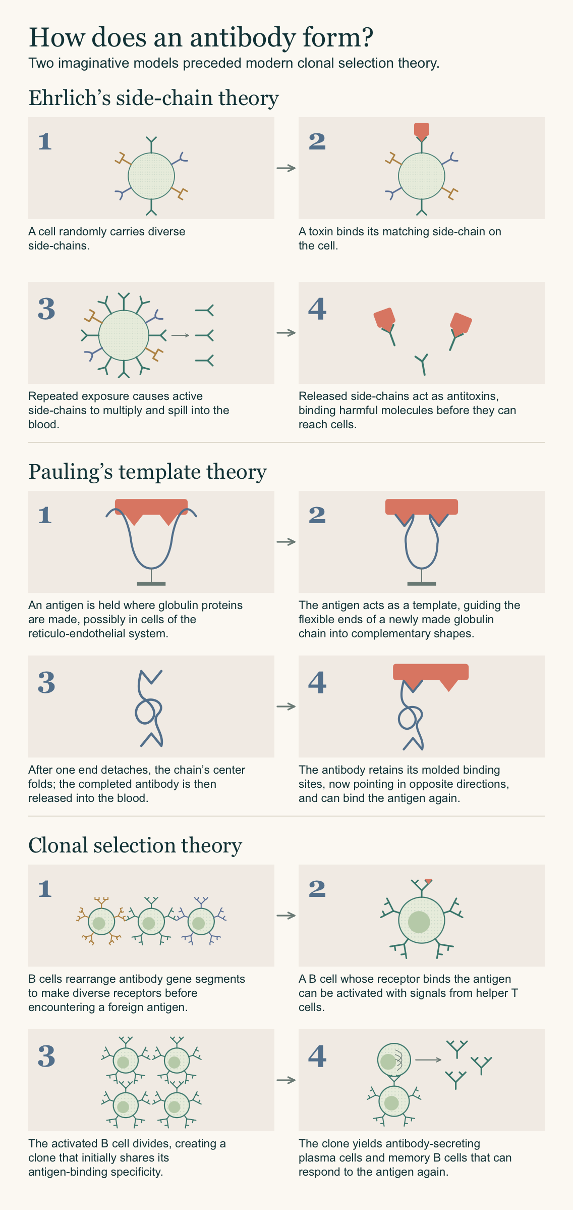 Comparison of antibody formation theories: Ehrlich’s side-chains are selected and released by cells; Pauling’s globulins fold around antigen templates; modern clonal selection expands B cells with preexisting matching receptors into antibody-secreting plasma cells and memory cells.